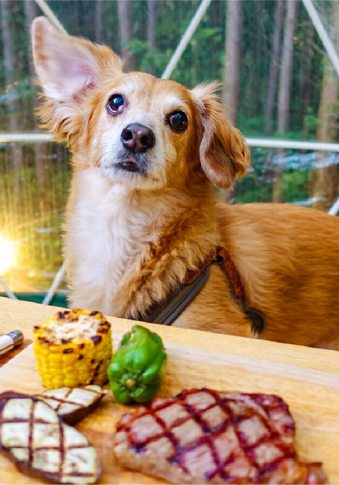 ペット,犬,ペットグランピング,ドックラン,アメニティー,ワンちゃん,わんちゃん,わんちゃんOK,犬同伴